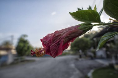 güzel kırmızı ev bitkisi Hibiscus fragilis çiçeği. 