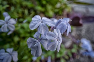 close shot of the blue Plumbago auriculata flower. clipart