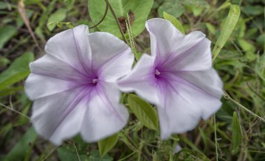 Vahşi Ipomoea Aquatica bitkisinin sabah çiçeği.