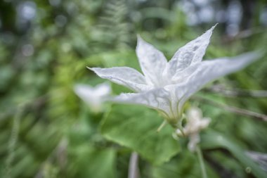 Sürünen sarmaşık kabağı beyaz salatalık çiçeği yakın çekim. 