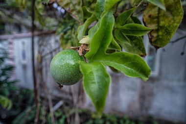 Passiflora Edulis sapında süzülen meyveler. 