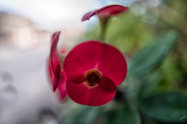 close shot of the red Euphorbia milii flower. clipart