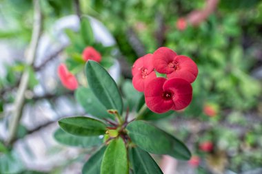 Kırmızı Euphorbia milii çiçeğinin yakın çekimi..