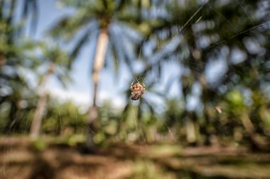 tiny orb spider hanging on the cob-web.  clipart