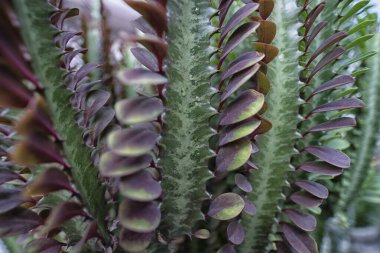 Kaktüs bitkisinin yakın çekimi öforbi trigona bitkisi 