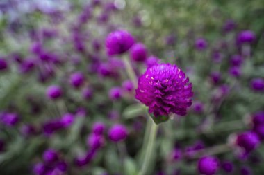 Mor yapraklı Gomphrena Serrata çiçeklerinin yakın çekimi. 