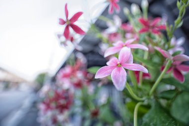 Combretum çiçeğinin yakın plan görüntüsü.