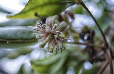 Küçük aegle Marmelos Correa çiçekli tomurcuğun yakın çekimi.. 