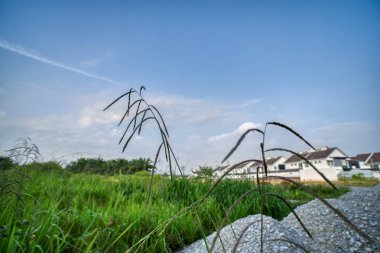 Uzun, vahşi Paspalum dilatatum bitkisi..