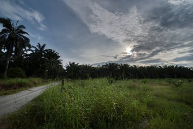 Kırsal alan sabahın erken saatlerinde bulutlu gökyüzü sahnesinde. 