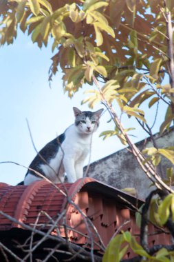Tente çatı katında başıboş bir kedinin kızılötesi görüntüsü..