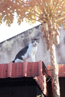 Tente çatı katında başıboş bir kedinin kızılötesi görüntüsü..