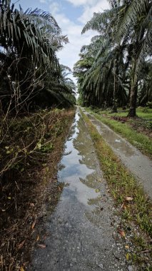 Kırsal toprak yolda durgun yağmur sularının yansıtıcı çukurları. 