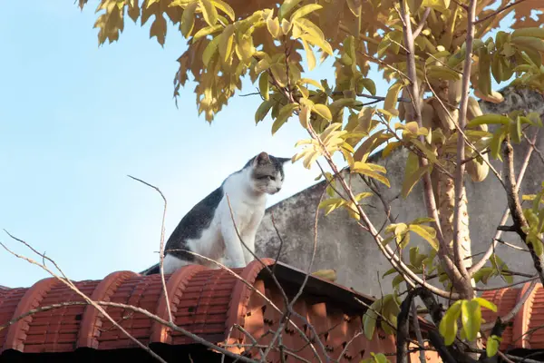 Tente çatı katında başıboş bir kedinin kızılötesi görüntüsü..