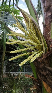 Ağaç gövdesinde filizlenen bir grup genç hindistan cevizi çiçeği.