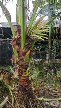 Ağaç gövdesinde filizlenen bir grup genç hindistan cevizi çiçeği.