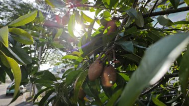 Kahverengi manilkara zapota meyvesi sapında asılı..