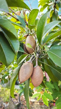 Kahverengi manilkara zapota meyvesi sapında asılı..