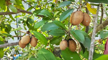 Kahverengi manilkara zapota meyvesi sapında asılı..