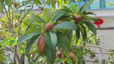 Kahverengi manilkara zapota meyvesi sapında asılı..