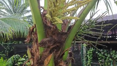 Ağaç gövdesinde filizlenen genç hindistan cevizi çiçeği kümesi. 