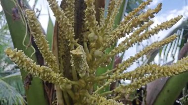 Ağaç gövdesinde filizlenen genç hindistan cevizi çiçeği kümesi. 