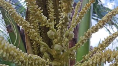 Ağaç gövdesinde filizlenen genç hindistan cevizi çiçeği kümesi. 