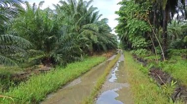 Kırsal toprak yolda durgun yağmur sularının yansıtıcı çukurları. 