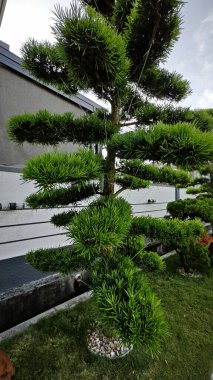 Asfalt bahçesindeki açık hava dekoratif çam ağacı.