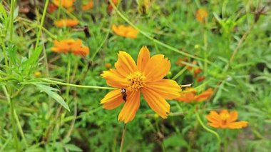 Evrenin sülfür çiçeğinin video klibi.