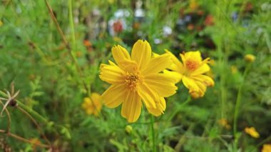 Evrenin sülfür çiçeğinin video klibi.