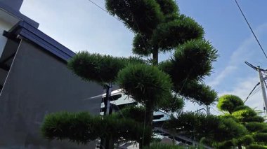 Asfalt bahçesindeki açık hava dekoratif çam ağacı. 