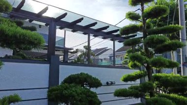 Asfalt bahçesindeki açık hava dekoratif çam ağacı. 