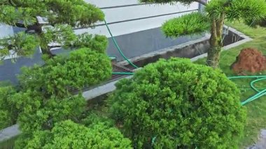 Asfalt bahçesindeki açık hava dekoratif çam ağacı. 