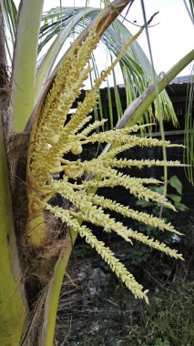 Ağaç gövdesinde filizlenen genç hindistan cevizi çiçeği kümesi.