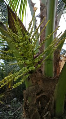 Ağaç gövdesinde filizlenen genç hindistan cevizi çiçeği kümesi.