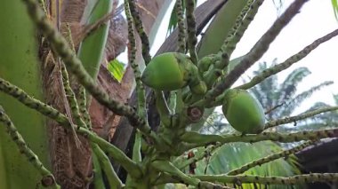 Ağaç gövdesinde filizlenen genç hindistan cevizi çiçeği kümesi. 