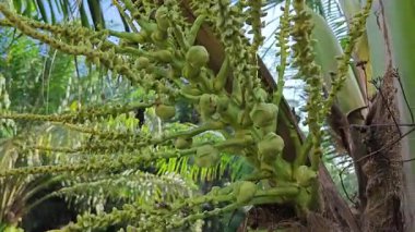 Ağaç gövdesinde filizlenen genç hindistan cevizi çiçeği kümesi. 