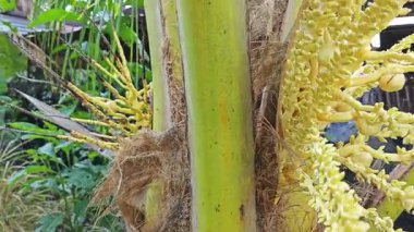 Ağaç gövdesinde filizlenen genç hindistan cevizi çiçeği kümesi. 