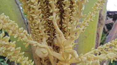 Ağaç gövdesinde filizlenen genç hindistan cevizi çiçeği kümesi. 