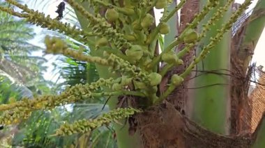 Ağaç gövdesinde filizlenen genç hindistan cevizi çiçeği kümesi. 