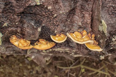 Infrared image of wild head cap-shaped mushrooms or fungi. clipart