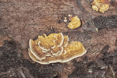 Yaban kafaya benzeyen mantar veya mantarların kızılötesi görüntüsü.