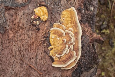 Yaban kafaya benzeyen mantar veya mantarların kızılötesi görüntüsü.