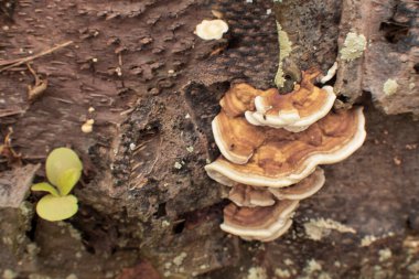 Yaban kafaya benzeyen mantar veya mantarların kızılötesi görüntüsü.