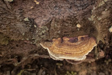 Yaban kafaya benzeyen mantar veya mantarların kızılötesi görüntüsü.