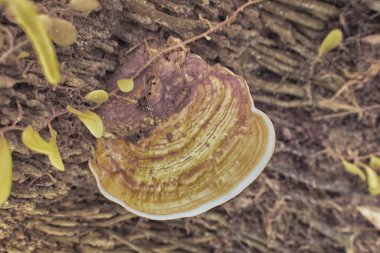 Yaban kafaya benzeyen mantar veya mantarların kızılötesi görüntüsü.