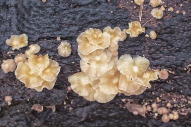 Infrared image of wild head cap-shaped mushrooms or fungi. clipart