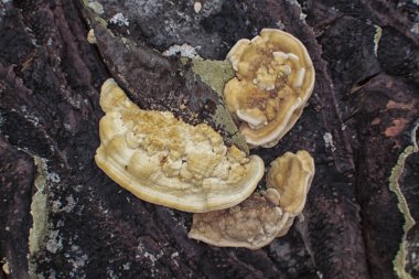 Yaban kafaya benzeyen mantar veya mantarların kızılötesi görüntüsü.