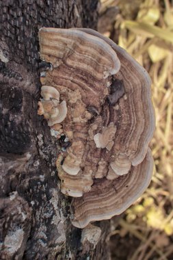 Yaban kafaya benzeyen mantar veya mantarların kızılötesi görüntüsü.